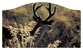 DASHELL-310 Gone Hunting (Deer)